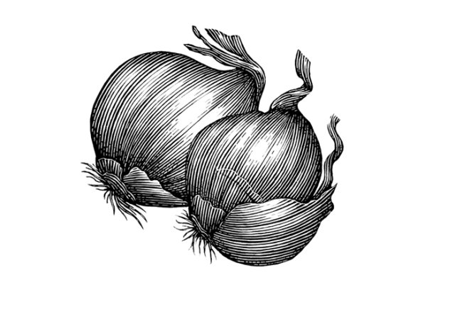 shallots art